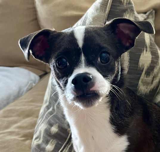 Photo of TESS