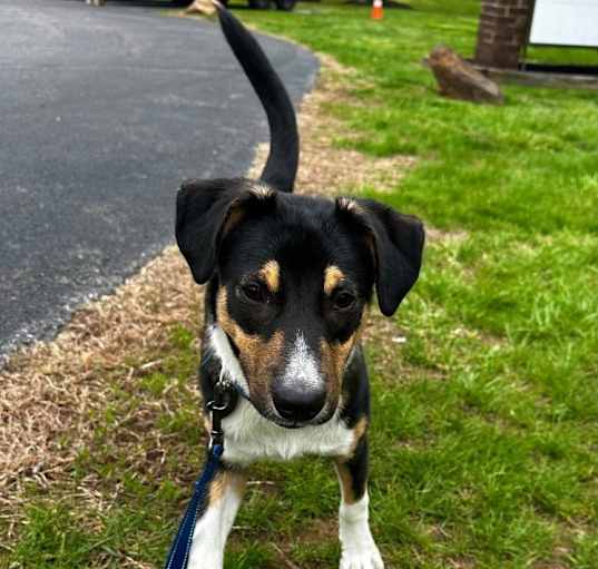 Photo of Sampson