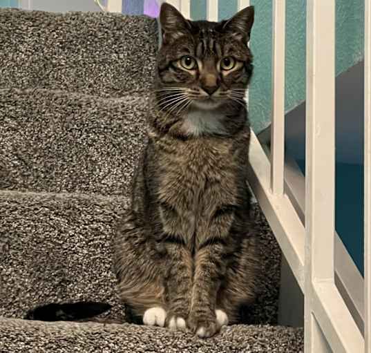 Photo of Simba