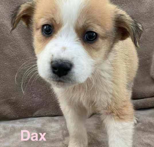 Photo of DAX