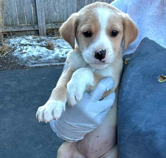 Photo of SmurfLily