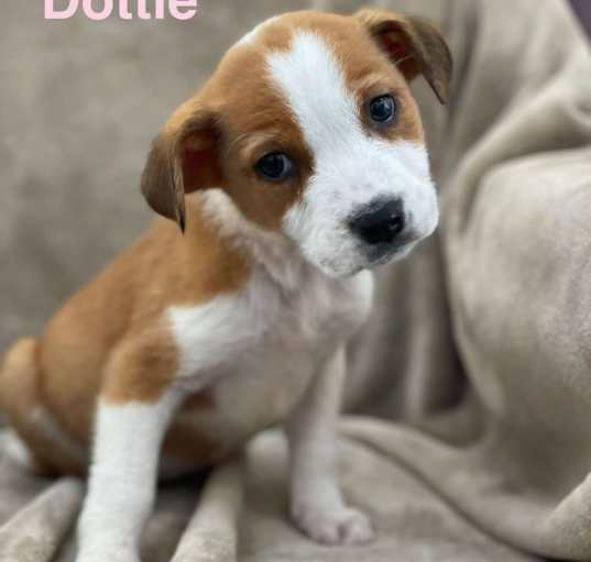 Photo of DOTTIE