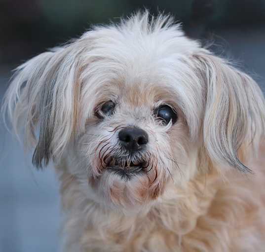 Photo of Bella von Beanchen