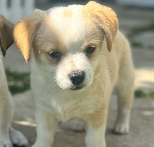 Photo of Percy