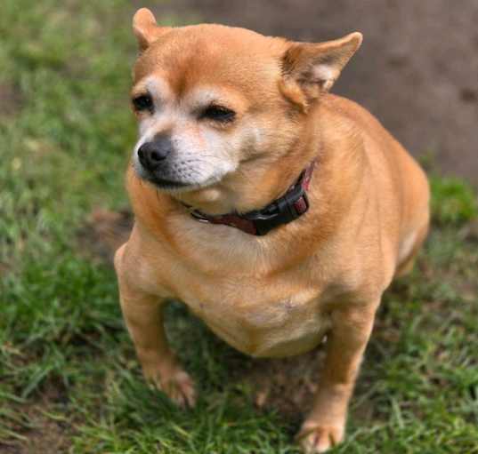 Photo of Peanut a Chihuahua mama!