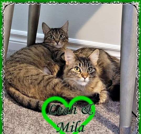 Photo of LEAH & MILA BONDED MOM & DAUGHTER