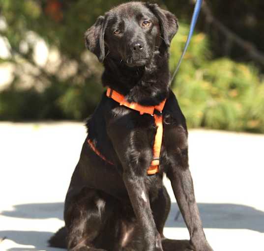 Photo of Sage