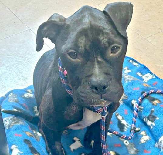 Photo of Ember