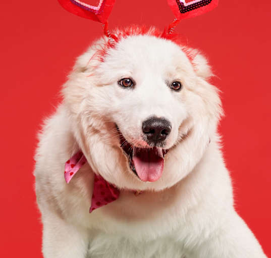 Photo of Sugar