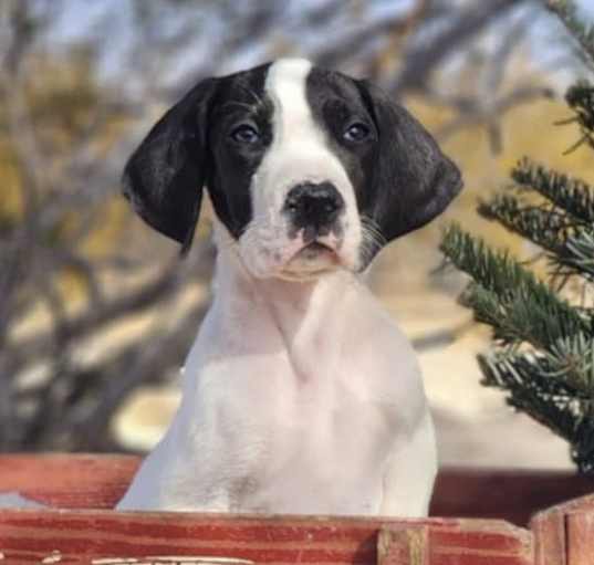 Photo of Buck