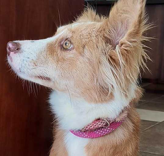 Photo of Ruby