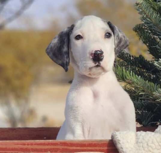 Photo of Hank