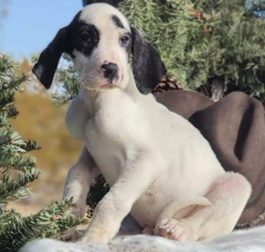 Photo of Ernest