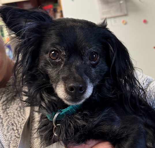 Photo of Ralphie