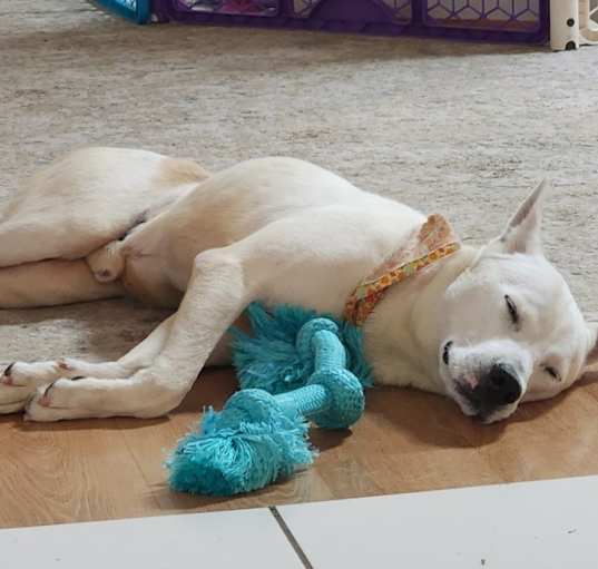 Photo of Snowball