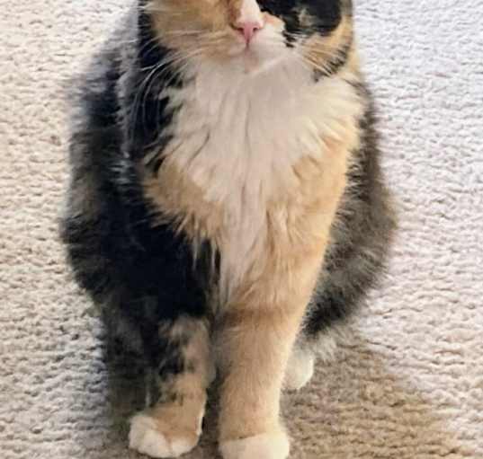 Photo of Maddie - RC PetSmart