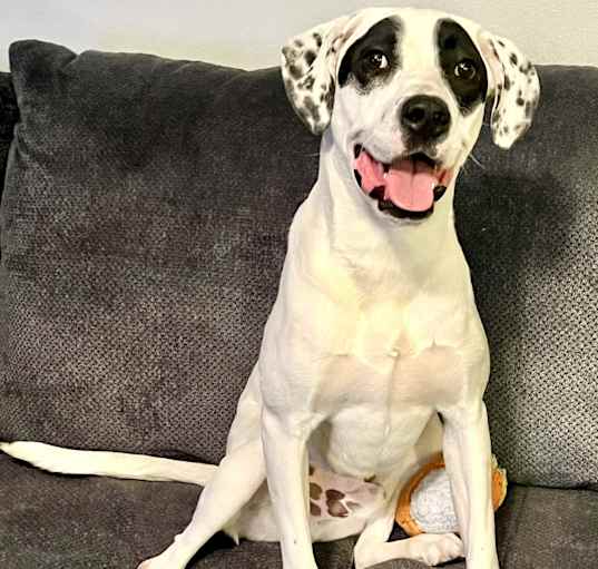 Photo of Bandit