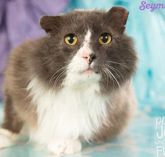 Photo of Seymour