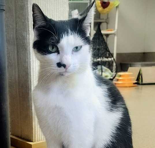 Photo of Mr. Mustache