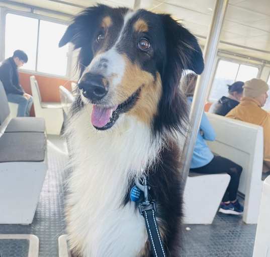 Photo of Bailey