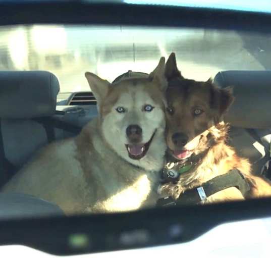 Photo of Odin & Lilo
