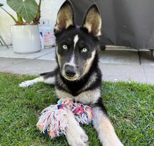 Photo of Violet
