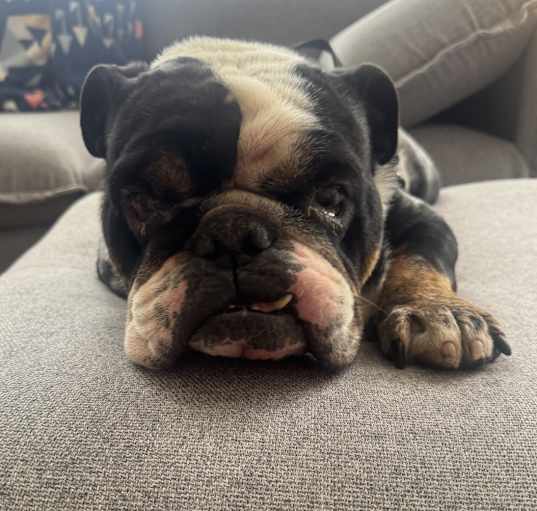 Photo of Dozer