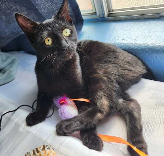 Photo of Cleo