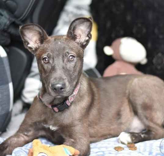 Photo of Coco (Trinity)