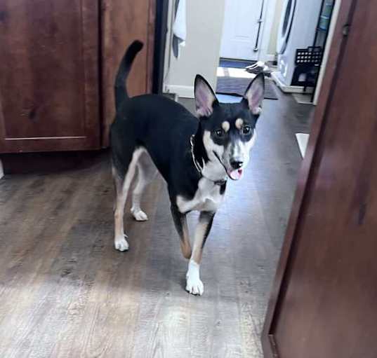 Photo of Spritz ***FOSTER HOME***