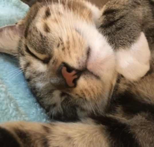 Photo of Tiger