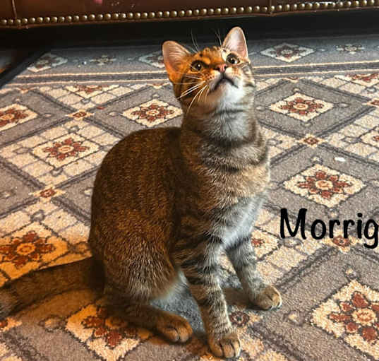 Photo of Morrigan