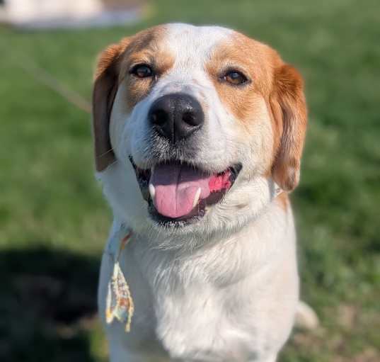 Photo of Bentley