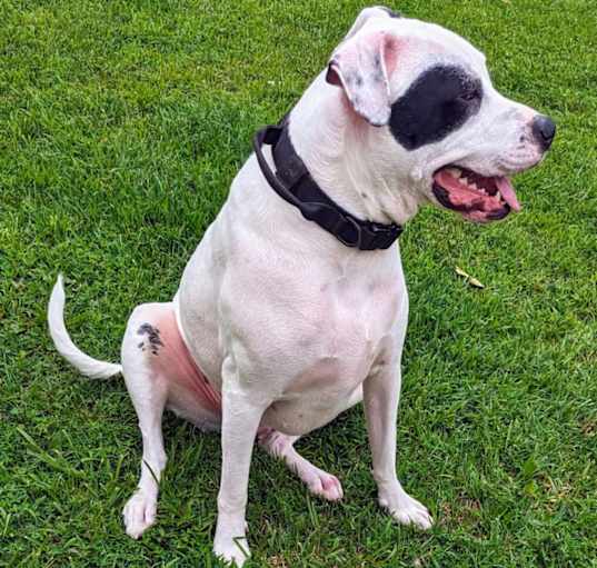 Photo of Goose