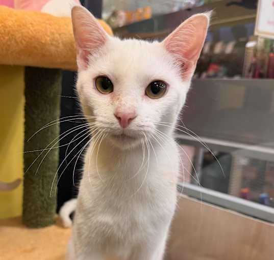 Photo of Felix