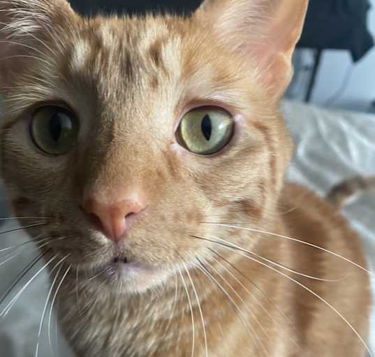 Photo of Percy