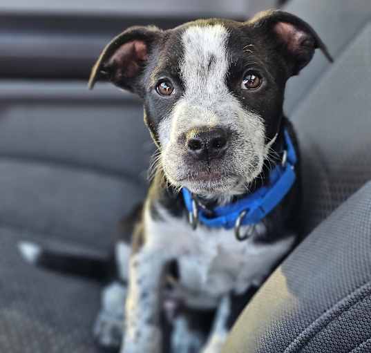 Photo of Billy