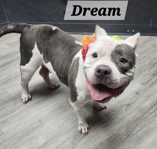 Photo of Dream