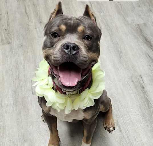 Photo of Vesper