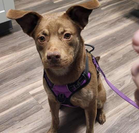 Photo of Cookie