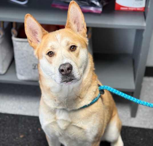Photo of Akita