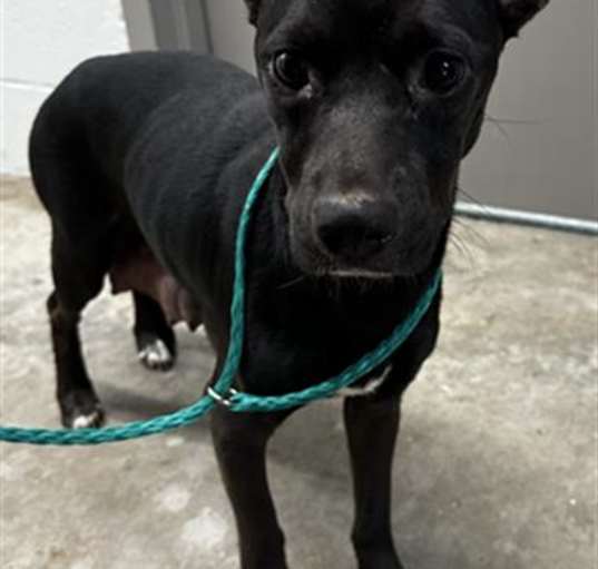 Photo of PIPER