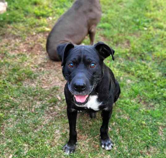 Photo of Buddy