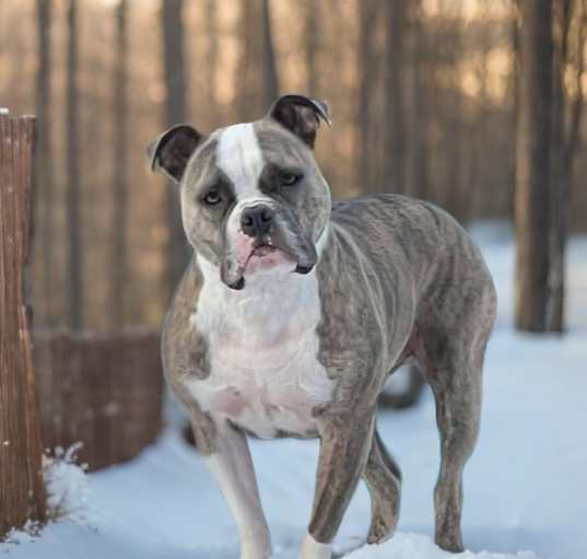 Photo of Tater