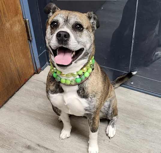 Photo of Darla