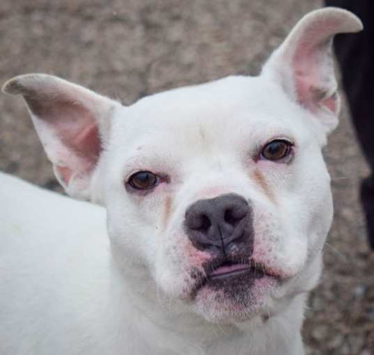 Photo of Beauregard