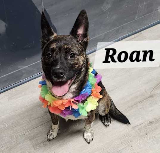 Photo of Roan