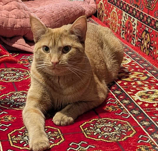 Photo of Toulouse
