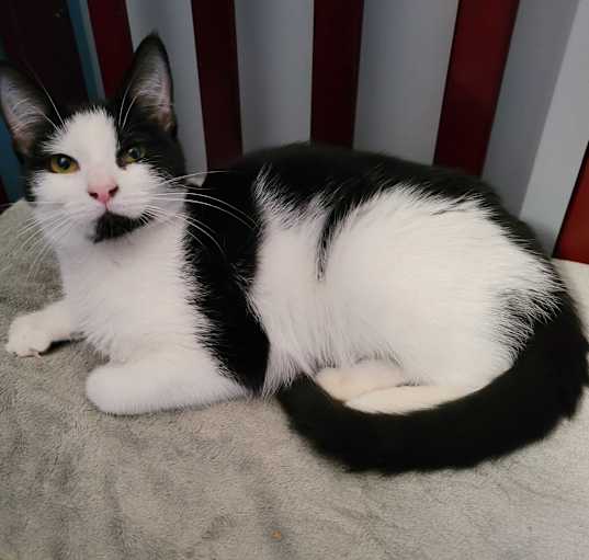 Photo of Inkblot