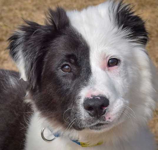 Photo of Chester